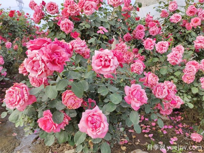 月季花期可以施肥嗎？月季施肥全指南(圖1)