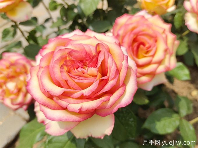 月季花期可以施肥嗎？月季施肥全指南(圖2)