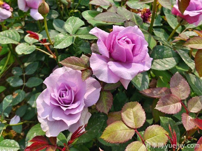 月季花期可以施肥嗎？月季施肥全指南(圖3)
