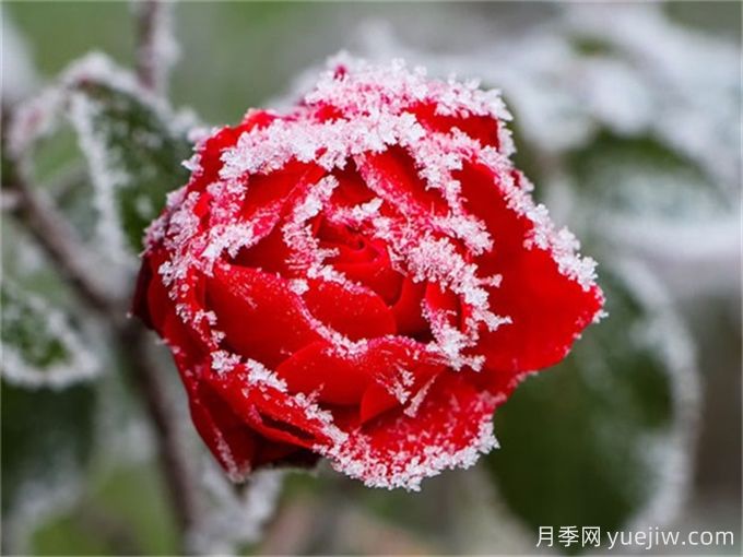 冬季下雪會(huì )凍死月季嗎？(圖1)