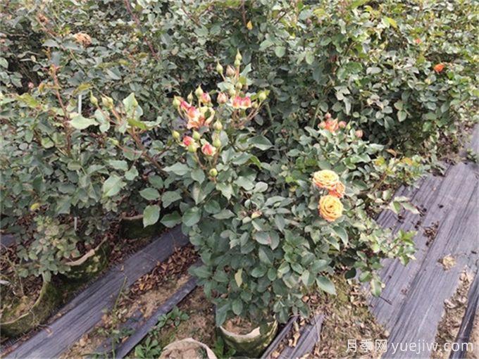 月季如何才能有更多分枝、開(kāi)花更多？(圖2)