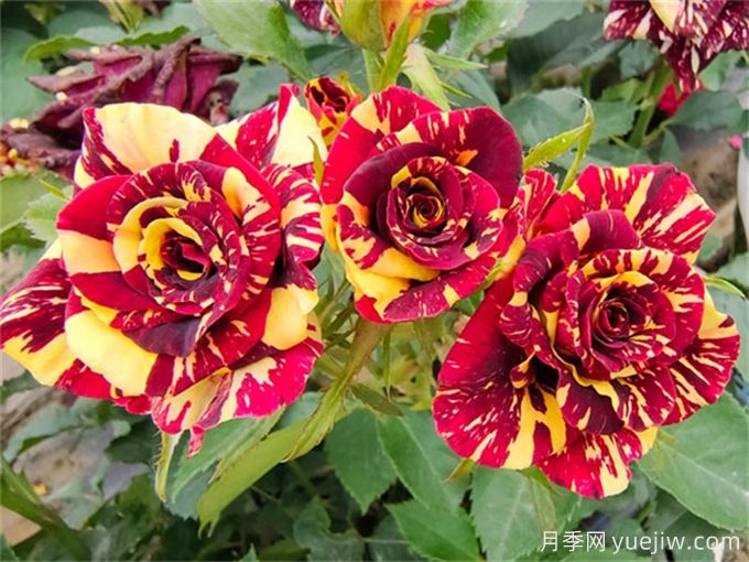 為什么月季開(kāi)花和宣傳圖不一樣呢？(圖2)
