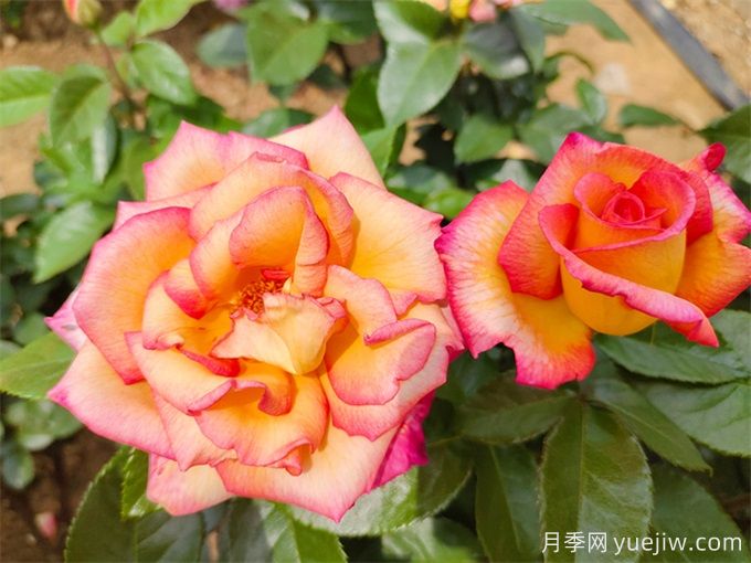 為什么月季開(kāi)花和宣傳圖不一樣呢？(圖1)