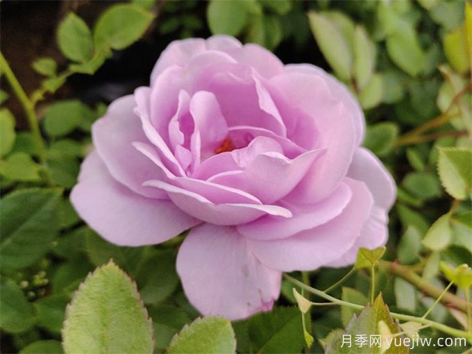 為什么月季開(kāi)花和宣傳圖不一樣呢？(圖3)