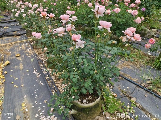 灌木月季10月養護辦法(圖1)