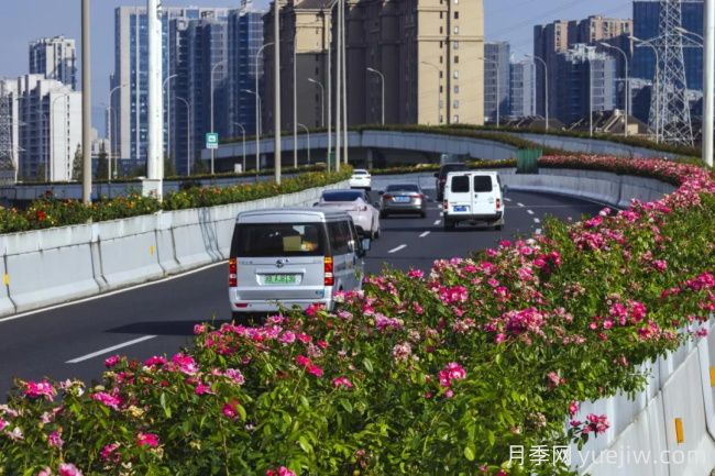浙江寧波10月“一路生花”的高架月季又開(kāi)了(圖1)