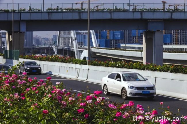 浙江寧波10月“一路生花”的高架月季又開(kāi)了(圖3)