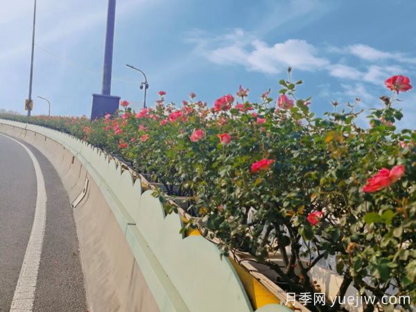 嘉興月季：萬(wàn)千月季扮靚南湖橋梁！(圖2)