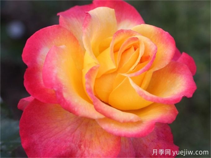 25款罕見(jiàn)會(huì )變色的月季品種，欣賞黃粉兩色同現(圖2)