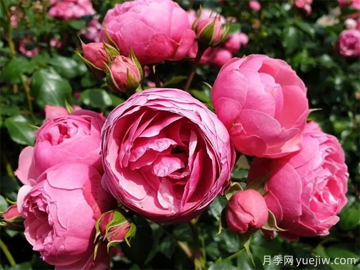 月季花苞打不開(kāi)、枯萎是咋回事？(圖3)