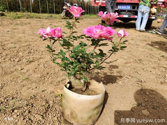 月季生長(cháng)停滯不發(fā)新芽咋辦？如何破解月季僵苗？(圖2)