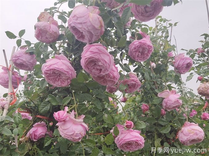 月季花苞為什么會(huì )垂頭無(wú)法直立？(圖1)