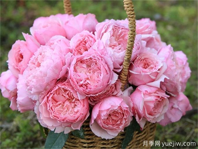 月季病害為什么這么多？藥物可以一起混合噴嗎？(圖2)
