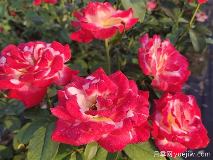養了很長(cháng)時(shí)間的月季，卻一直不開(kāi)花？(圖1)