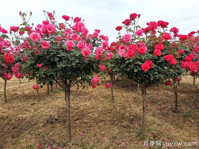 月季修剪越厲害開(kāi)花越多？月季修剪方法(圖2)