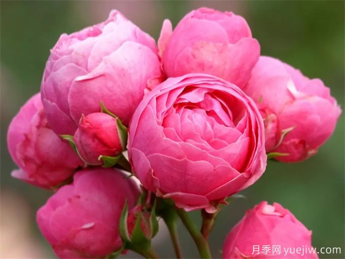 月季花苞打不開(kāi)萎縮是什么原因？(圖1)