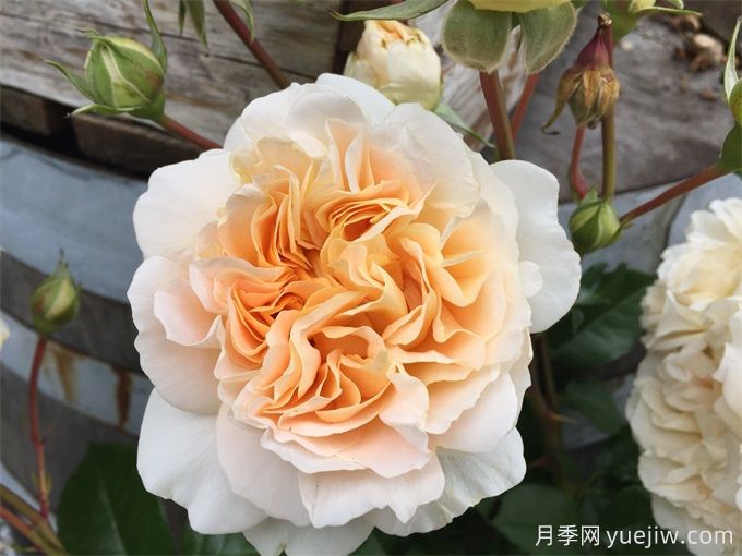 梅麗莎情人月季/梅麗莎達令(圖2)