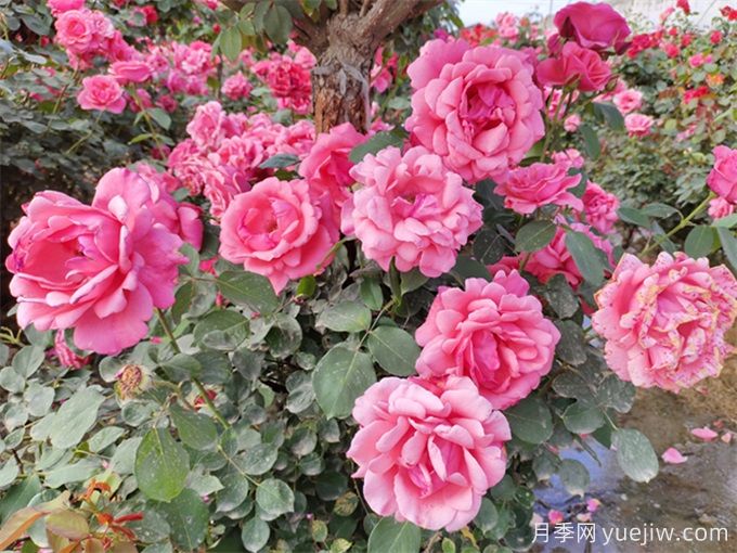 月季秋季花期，如何保證秋天花開(kāi)爆盆？(圖2)