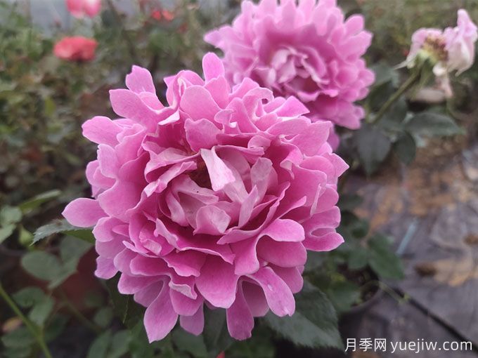 月季秋季花期，如何保證秋天花開(kāi)爆盆？(圖3)
