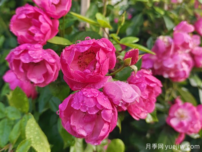 兩廣地區如何種植月季？修剪病害防治教程(圖2)