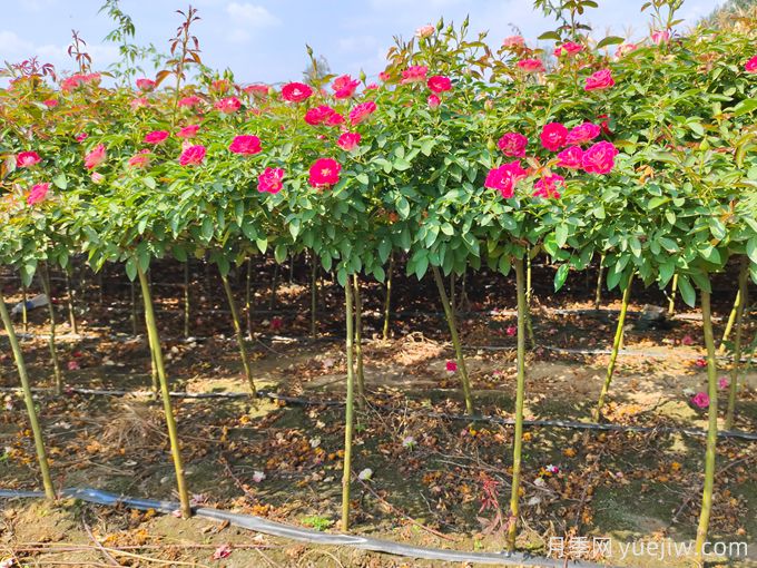兩廣地區如何種植月季？修剪病害防治教程(圖3)