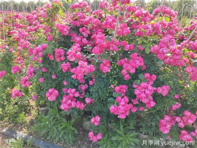 種月季光靠有機肥就能長(cháng)得好嗎?(圖1)