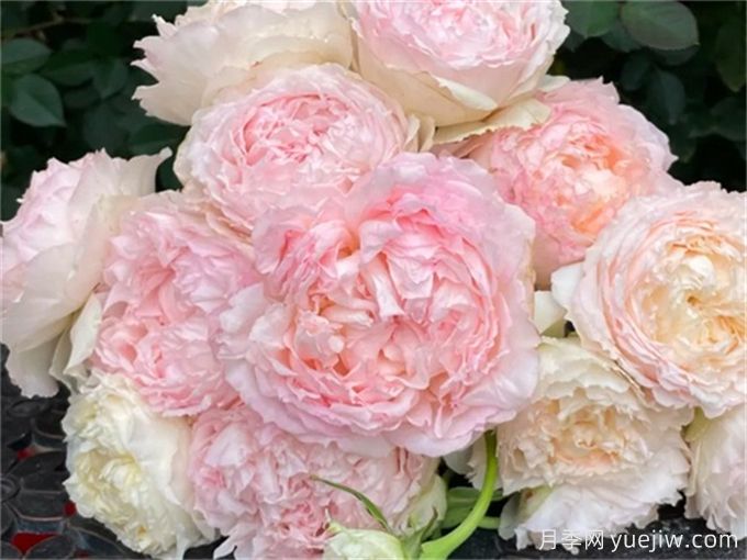 5款月季推薦！花友種過(guò)都說(shuō)好的品種(圖2)