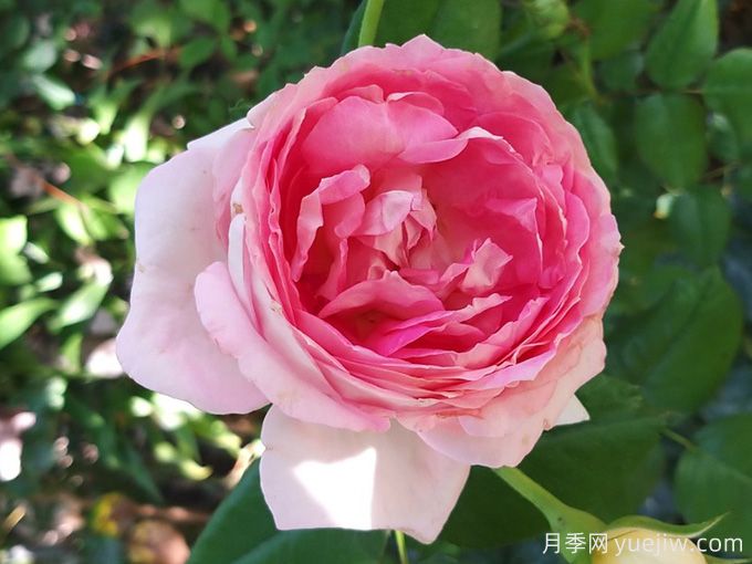 5款月季推薦！花友種過(guò)都說(shuō)好的品種(圖4)