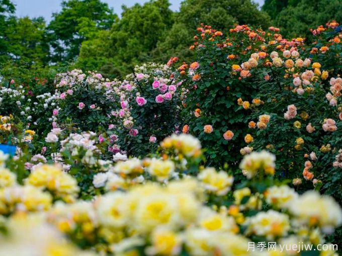 創(chuàng  )建世界月季名園，寧波植物園月季花海驚艷綻放(圖2)