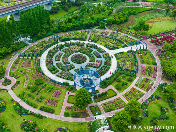 創(chuàng  )建世界月季名園，寧波植物園月季花海驚艷綻放(圖3)