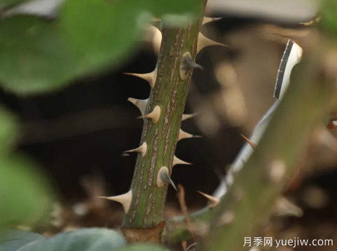 又被扎了！月季憑什么長(cháng)那么多刺？(圖2)