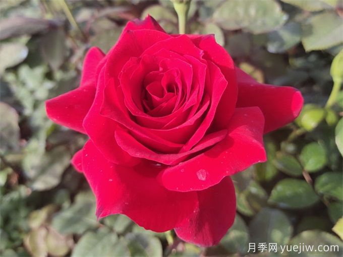 送花有講究，玫瑰花語(yǔ)、支數寓意告訴你(圖1)