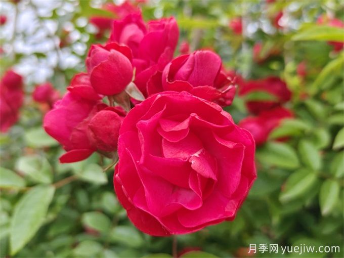 院子再小，也要養上紅木香月季！開(kāi)花量大，開(kāi)成花海！(圖2)