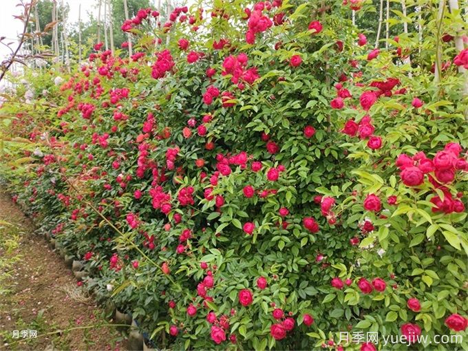 院子再小，也要養上紅木香月季！開(kāi)花量大，開(kāi)成花海！(圖3)