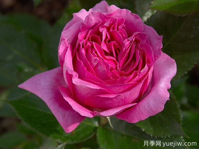 伯納黛特拉方特月季介紹，花美花大濃香勤花(圖1)