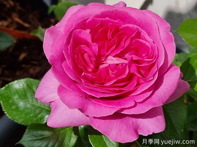 伯納黛特拉方特月季介紹，花美花大濃香勤花(圖2)
