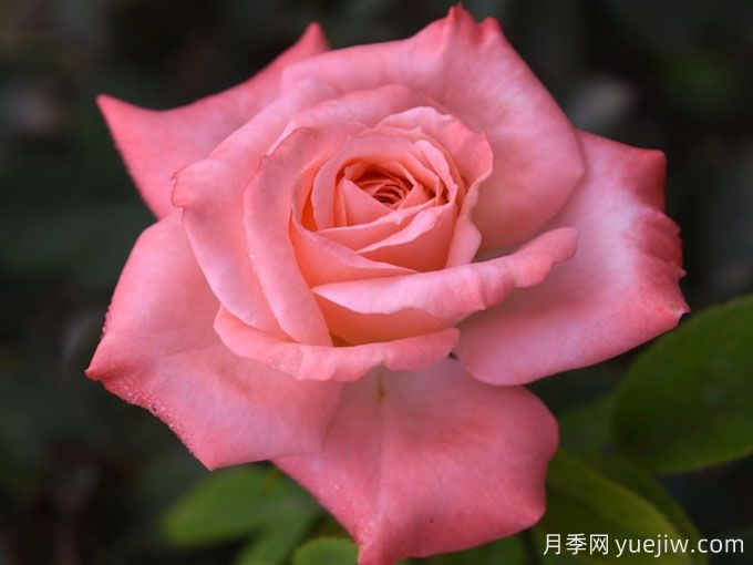 真誠月季/青春小鳥(niǎo)月季(圖1)