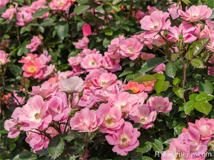 夢(mèng)中情花？耐曬耐雨淋！5個(gè)天狼月季品種推薦(圖1)