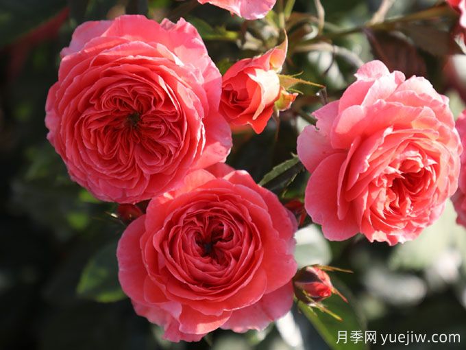 夢(mèng)中情花？耐曬耐雨淋！5個(gè)天狼月季品種推薦(圖2)