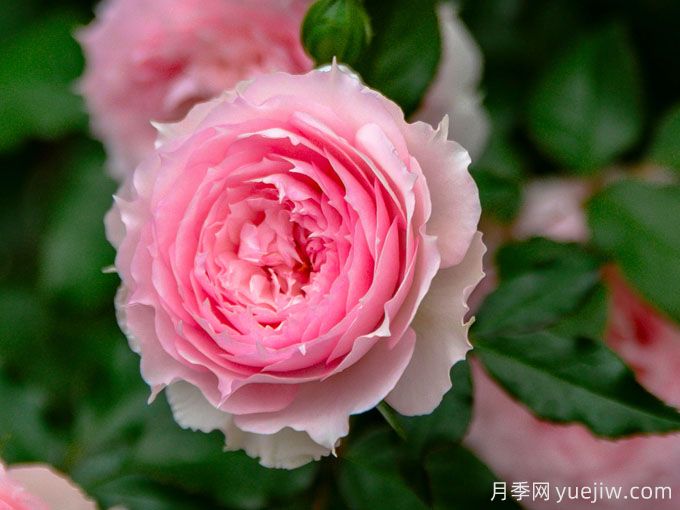 夢(mèng)中情花？耐曬耐雨淋！5個(gè)天狼月季品種推薦(圖3)