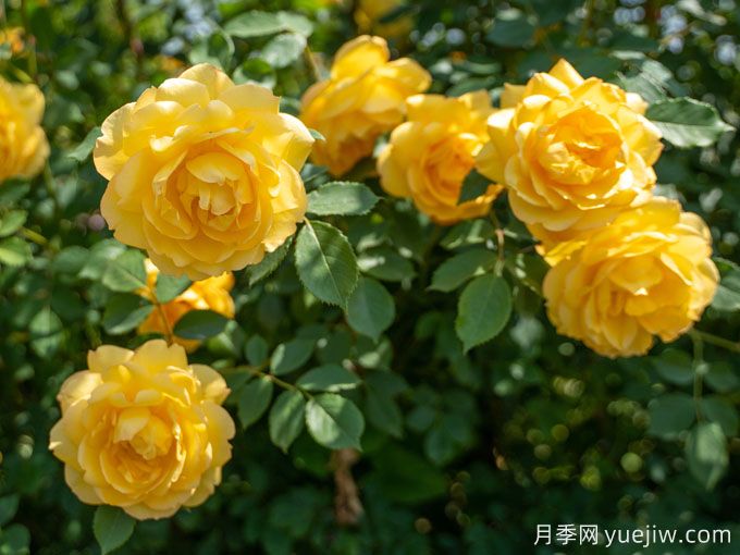 夢(mèng)中情花？耐曬耐雨淋！5個(gè)天狼月季品種推薦(圖5)