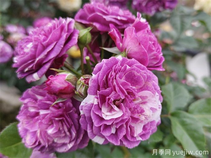 栽植養護月季需要注意什么？(圖1)