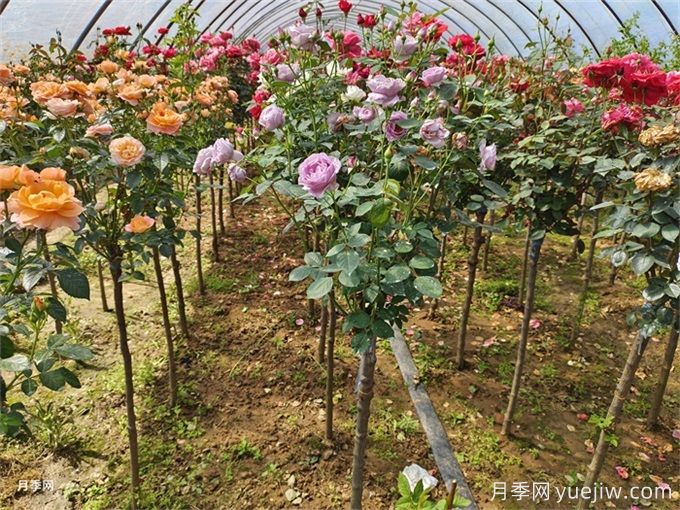 兩廣福建地區種植月季有什么要注意！(圖1)