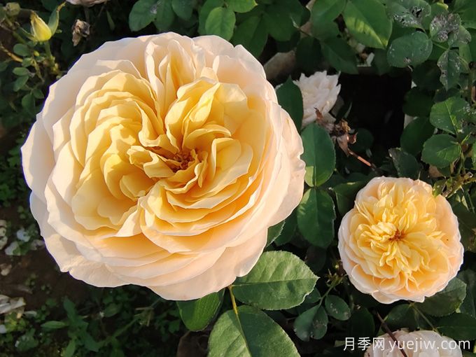 夏天10大美花，必須得有月季花(圖1)