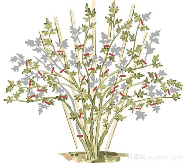 月季苗修剪全攻略，助你成為修剪高手(圖3)