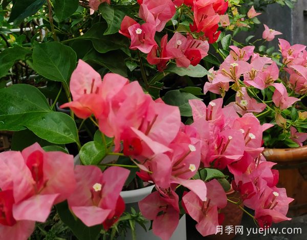 ***勤花的5個(gè)三角梅品種，又美又勤勞(圖1)