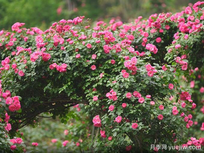 資陽(yáng)月季應用和景觀(guān)圖集(圖4)