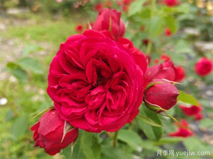 月季推薦，紅蘋(píng)果(圖1)