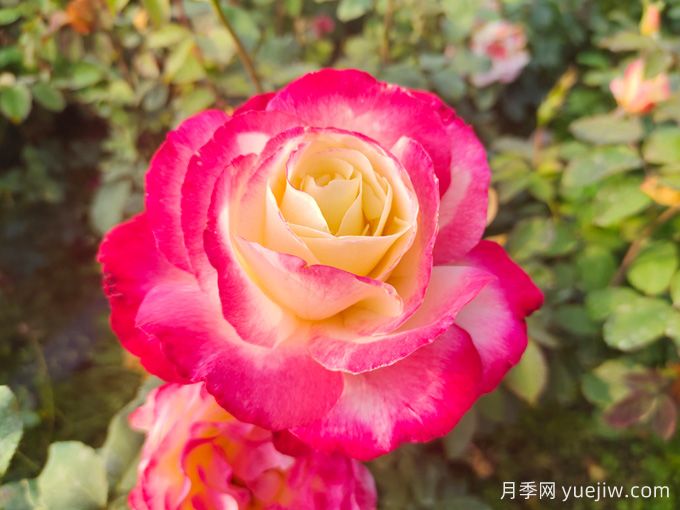 適合城市家庭種的7種花，萬(wàn)種挑一的精選品種(圖2)