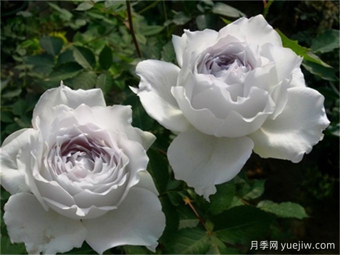 適合城市家庭種的7種花，萬(wàn)種挑一的精選品種(圖4)